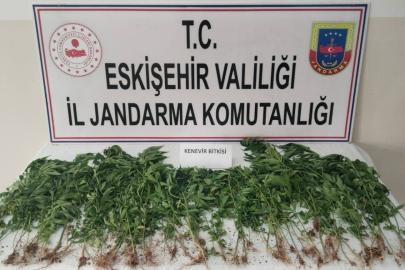 Eskişehir’de kamu arazisine kenevir eken şahıs suçüstü yakalandı