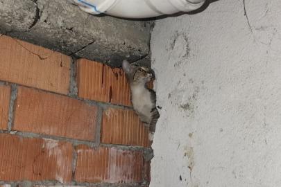 Anne kedi ve 4 yavrusu sıkıştıkları yerden kurtarıldı