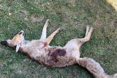 Av bölgesi olmayan bölgede tilki'nin cansız bedeni bulundu!