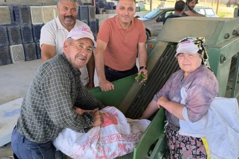 Dinar’da kornişon salatalık sezonu başladı