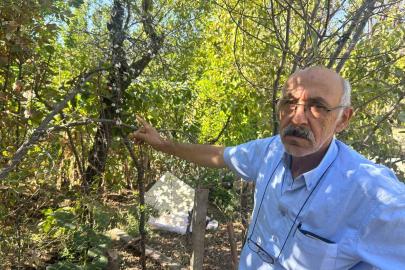 Eskişehir’de erik ağacı ağustosun sonunda çiçek açtı