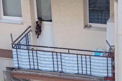 Kedinin balkona mahkum edildiği iddiası polisi harekete geçirdi