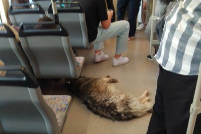 Sıcaktan bunalan köpek tramvaya sığındı