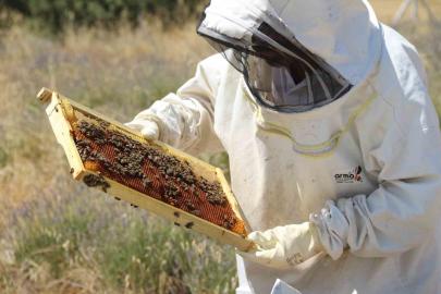 Lavanta bahçeleri hem göze hem damağa hitap ediyor