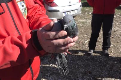 Havalandırma boşluğunda 4 gündür mahsur kalan güvercin kurtarıldı