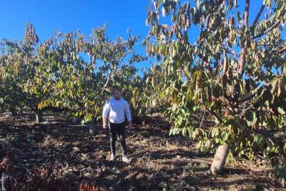 Zirai dondan etkilenen kiraz üreticisinden devlete destek teşekkürü
