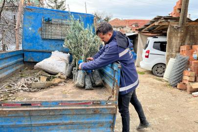 Eskişehir Büyükşehir’den tarıma katkı: Mavi sertifikalı zeytin fidanı