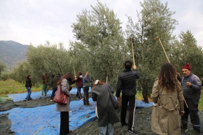 Gençler Zeytin Hasadını ve Üretim Sürecini Yerinde Deneyimledi