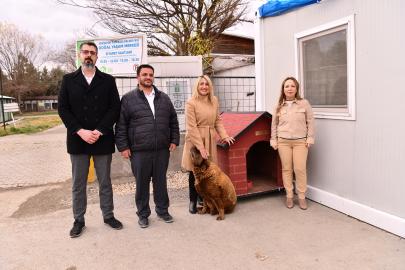 Sokak hayvanları için dört yeni kulübe