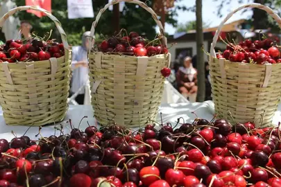 Mihalıççıklılar Günü Kiraz Festivali ertelendi mi?